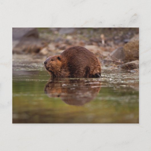 beaver, Castor canadensis, gaat naar een zwemtocht Briefkaart (Voorkant)