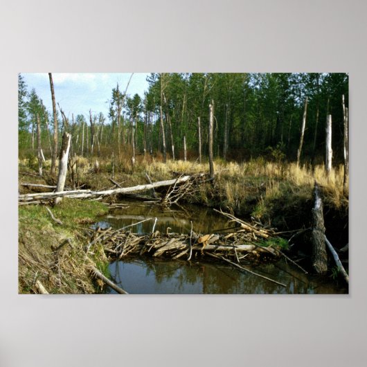 Beaver Dam Poster (Voorkant)