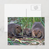 Beaver-familie Briefkaart (Voorkant / Achterkant)