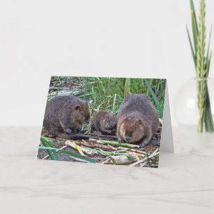 Beaver-familie Kaart