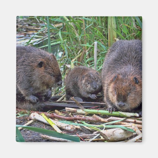 Beaver-familie Magneet (Voorkant)