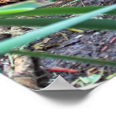 Beaver-familie Poster (Hoek)