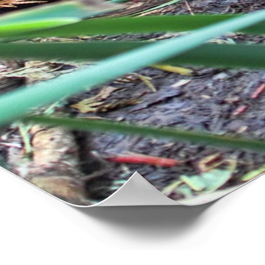 Beaver-familie Poster (Hoek)