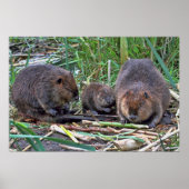 Beaver-familie Poster (Voorkant)