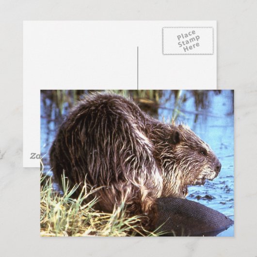 Beaver-foto Briefkaart (Voorkant / Achterkant)