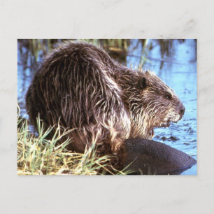 Beaver-foto Briefkaart
