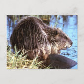 Beaver-foto Briefkaart (Voorkant)