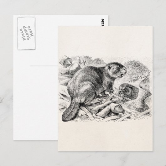 Beaver Illustration Retro Beavers and Dam Briefkaart (Voorkant / Achterkant)