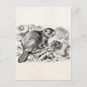 Beaver Illustration Retro Beavers and Dam Briefkaart