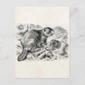 Beaver Illustration Retro Beavers and Dam Briefkaart (Voorkant)