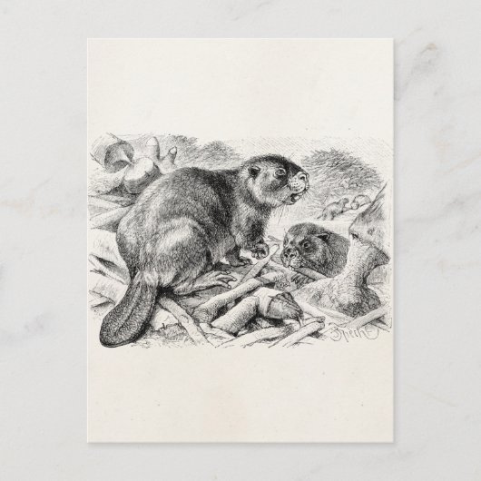 Beaver Illustration Retro Beavers and Dam Briefkaart (Voorkant)