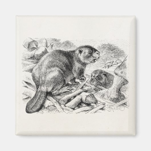  Beaver Illustration Retro Beavers and Dam Magneet (Voorkant)