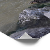 Beaver in de Oceaan, Dauphin Ocean, Alabama Poster (Hoek)