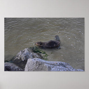 Beaver in de Oceaan, Dauphin Ocean, Alabama Poster