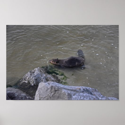 Beaver in de Oceaan, Dauphin Ocean, Alabama Poster (Voorkant)