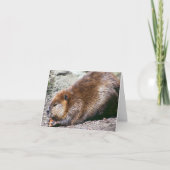 Beaver Kaart (Voorkant)