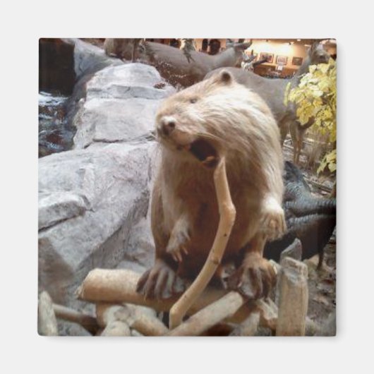 Beaver Magneet (Voorkant)
