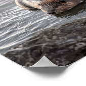 Beaver op Dauphin Island, Alabama Poster (Hoek)