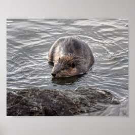 Beaver op Dauphin Island, Alabama Poster