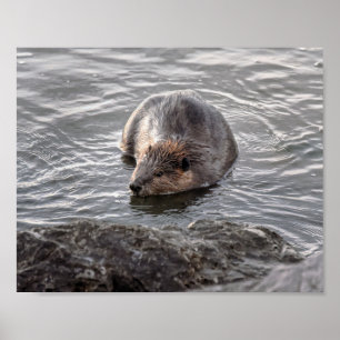 Beaver op Dauphin Island, Alabama Poster