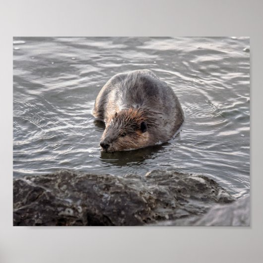 Beaver op Dauphin Island, Alabama Poster (Voorkant)