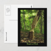 Beaver op het werk briefkaart (Voorkant / Achterkant)