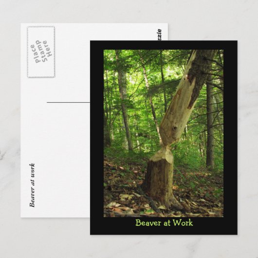 Beaver op het werk briefkaart (Voorkant / Achterkant)