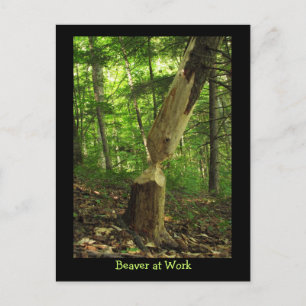 Beaver op het werk briefkaart