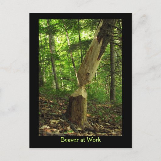 Beaver op het werk briefkaart (Voorkant)