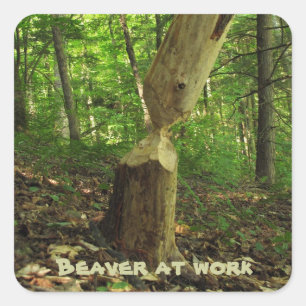Beaver op het werk vierkante sticker