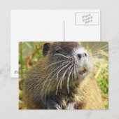 Beaver Photo Briefkaart (Voorkant / Achterkant)