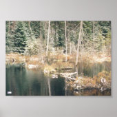 Beaver Pond Poster (Voorkant)