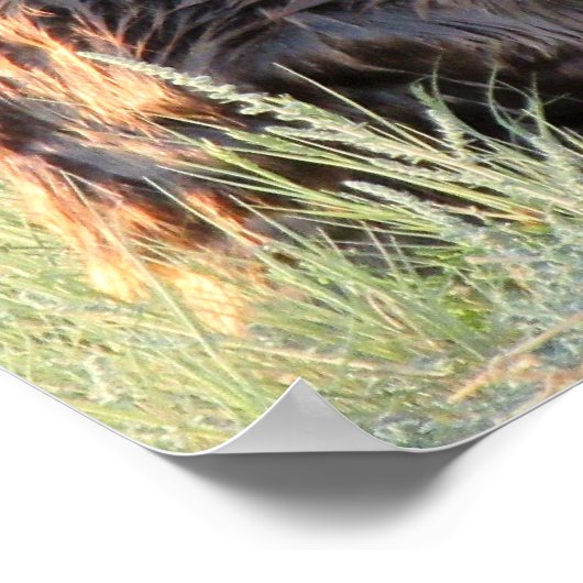 Beaver Poster (Hoek)