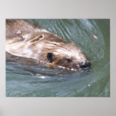 Beaver poster (Voorkant)