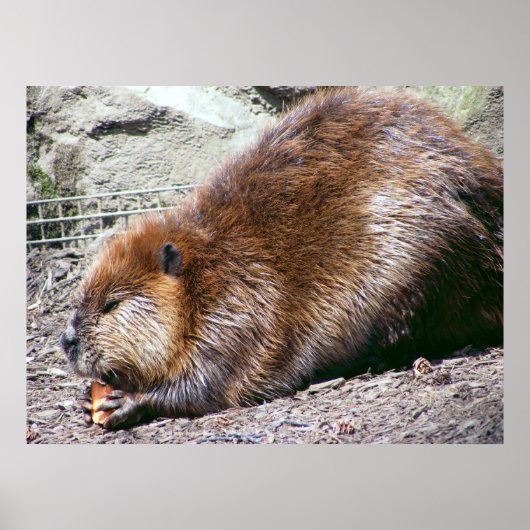 Beaver Poster (Voorkant)
