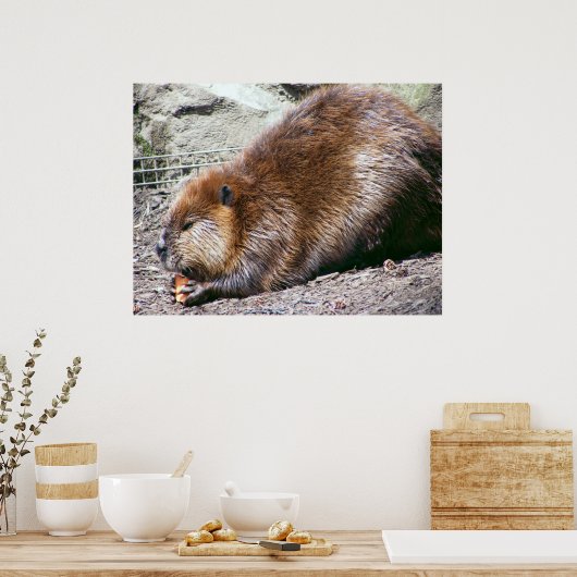 Beaver Poster (Keuken)
