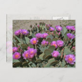 Beaver Tail Cacti Briefkaart (Voorkant / Achterkant)