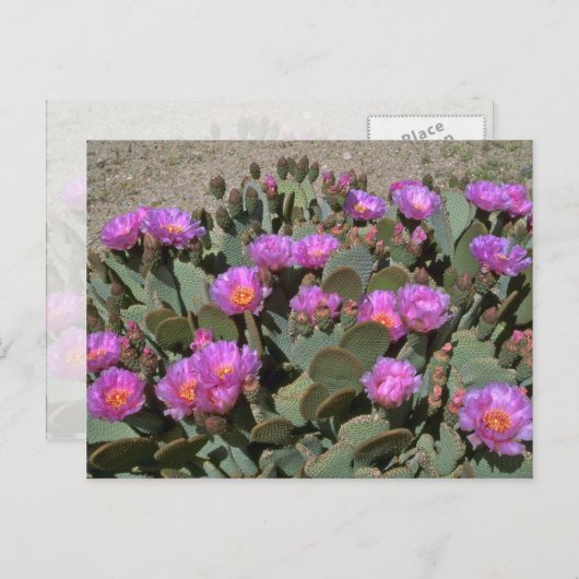 Beaver Tail Cacti Briefkaart (Voorkant / Achterkant)