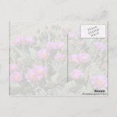 Beaver Tail Cacti Briefkaart (Achterkant)