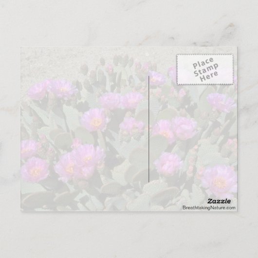 Beaver Tail Cacti Briefkaart (Achterkant)