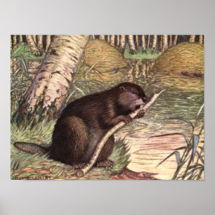 Beaver van Louis Sargent,  wilde dieren Poster