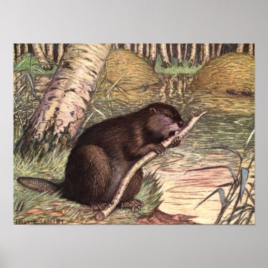 Beaver van Louis Sargent,  wilde dieren Poster (Voorkant)