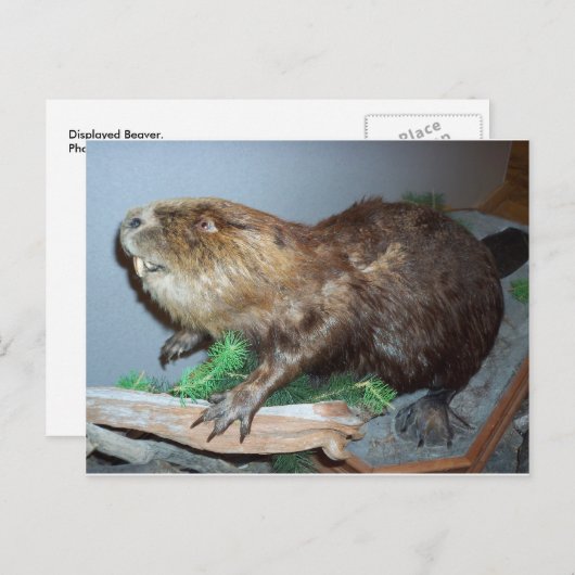 Beaver weergeven briefkaart (Voorkant / Achterkant)