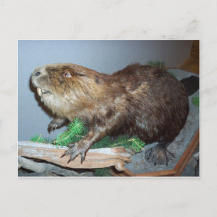 Beaver weergeven briefkaart