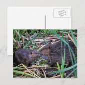 Beavers Kissfoto Briefkaart (Voorkant / Achterkant)