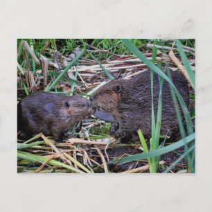 Beavers Kissfoto Briefkaart
