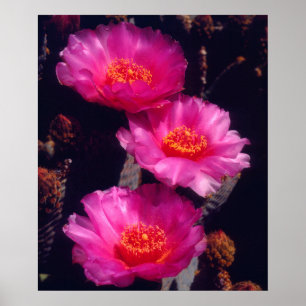 Beavertail Cactus Bloemen 2 Poster