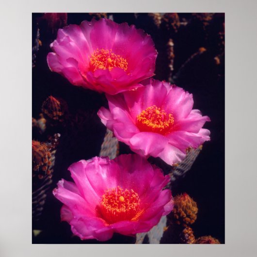 Beavertail Cactus Bloemen 2 Poster (Voorkant)
