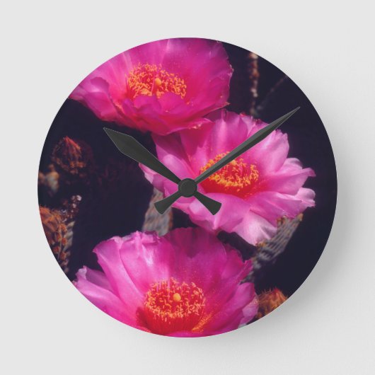 Beavertail Cactus Bloemen 2 Ronde Klok (Voorkant)