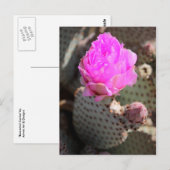 Beavertail Cactus Briefkaart (Voorkant / Achterkant)
